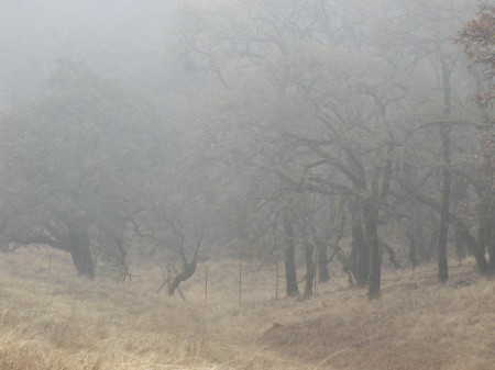 morning fog