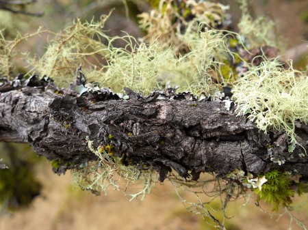 tree bark life-death