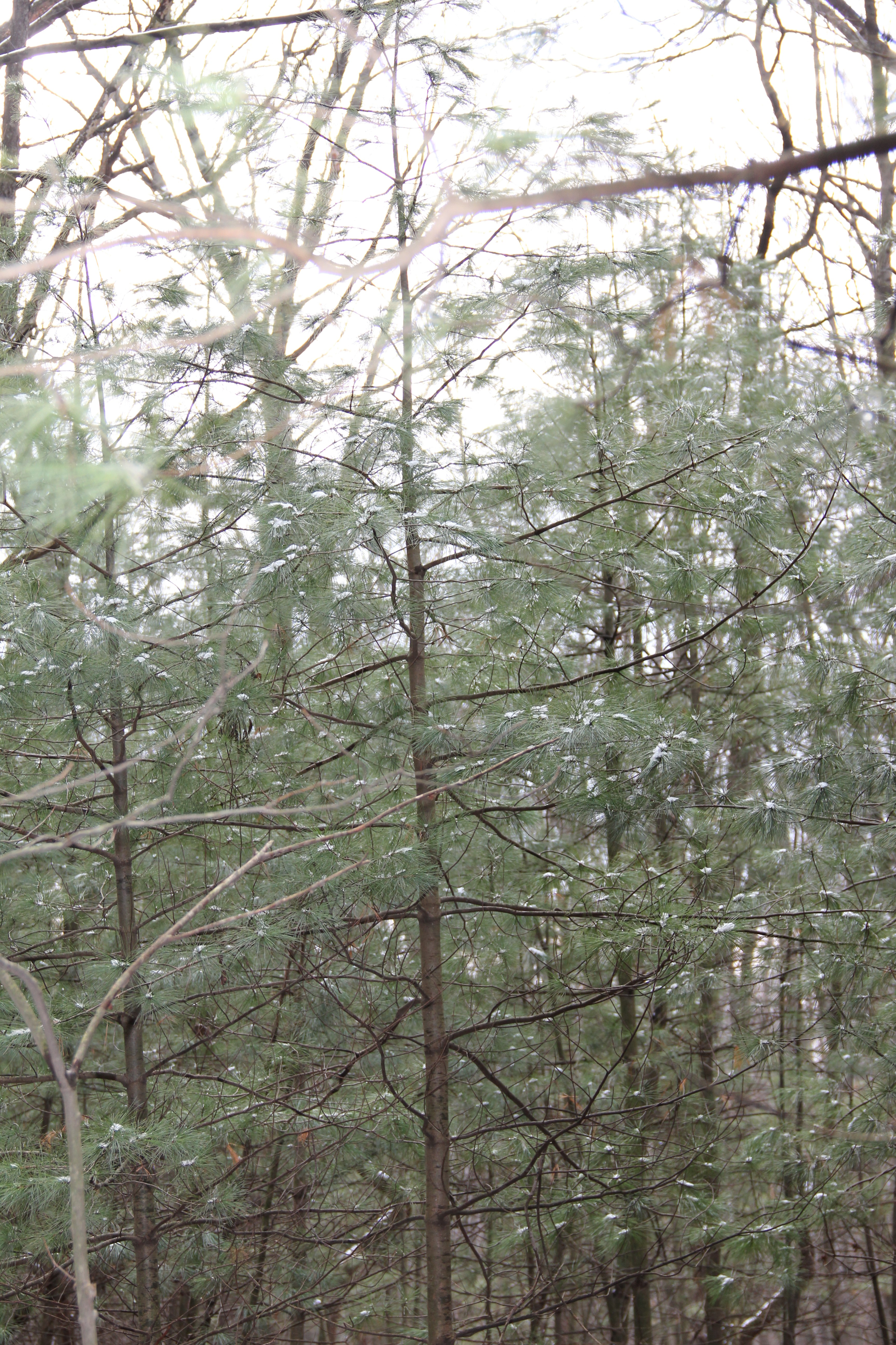 first snow